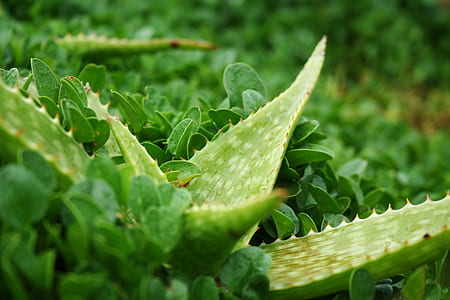 green Aloe vera plants thumbnail