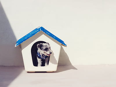 wire-haired grey and white dog inside white and blue wooden doghouse thumbnail