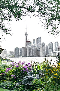 city, water, skyline, flowers thumbnail