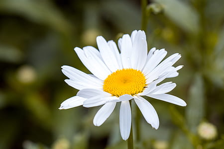 closeup photography of white daisy flower thumbnail