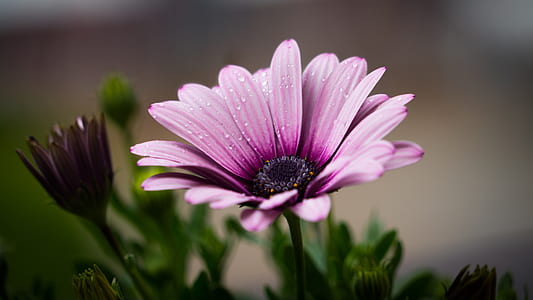 pink osteospermum flower closeup photo thumbnail
