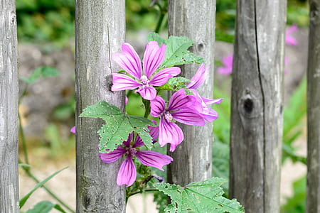 purple flowers on tree thumbnail