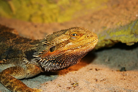brown bearded dragon walking near brown stone thumbnail