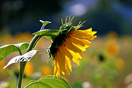 close-up photo of yellow sunflower thumbnail