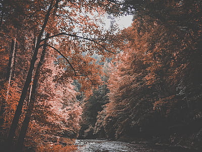 body of water surrounding trees thumbnail
