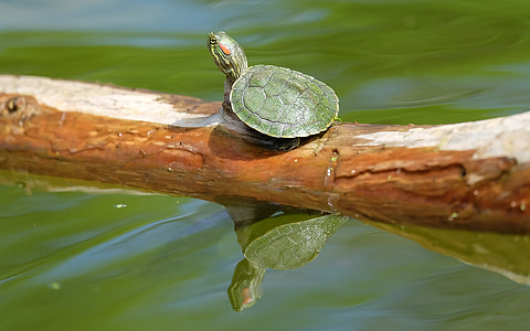 photo of green red-eared slider on brown tree branch thumbnail