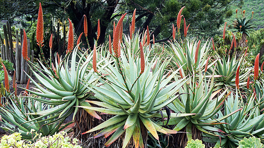 Canary Islands, Botanical Garden thumbnail