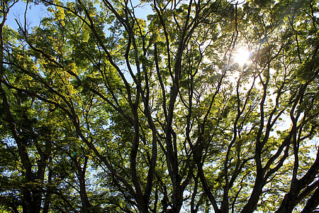 green leafed tree thumbnail