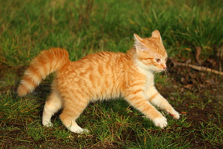 orange tabby cat standing on green small grass thumbnail