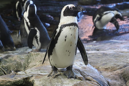 Black And White Penguins thumbnail