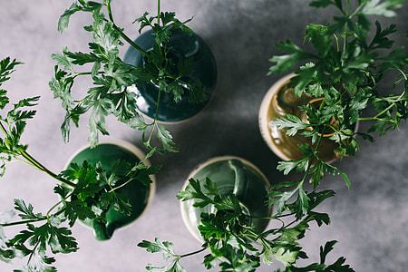 Parslel, cucumbers, green peas, and other greenery thumbnail