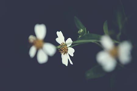 nature, flowers, garden, petals thumbnail
