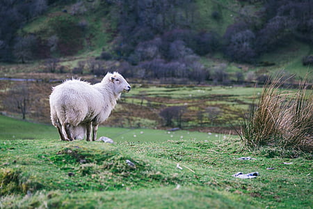 white sheep standing on green grass field at daytime thumbnail