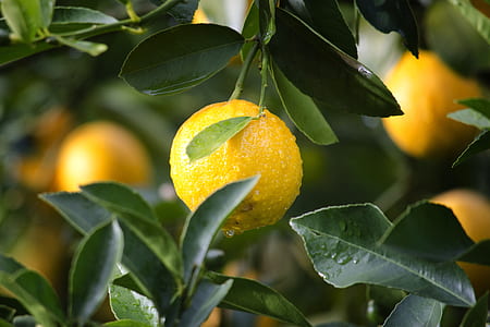 selective focus of orange kumquat fruit thumbnail