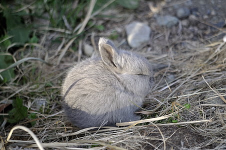 gray rabbit thumbnail