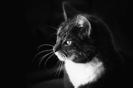 grayscale photo of short-furred cat thumbnail