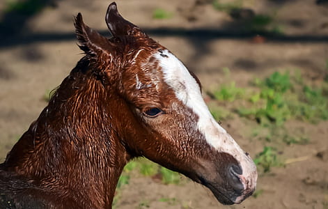 brown and white horse standing on ground at daytime thumbnail