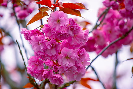 Close-Up Photography of Pink Flowers thumbnail