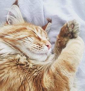 orange Maine Coon lying on bed thumbnail