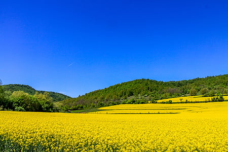 yellow flower field under blue sky thumbnail