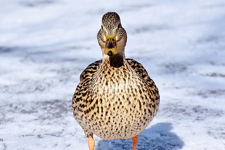 brown duck on white surface at daytime thumbnail