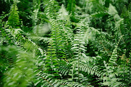 tilt shift lens photography of green fern plants thumbnail