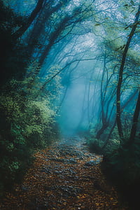 green forest trees photography thumbnail