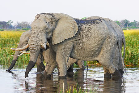 three gray elephants in body of water near field during daytime thumbnail