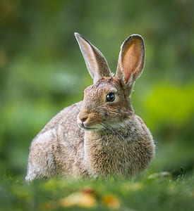selective focus photography of brown rabbit thumbnail