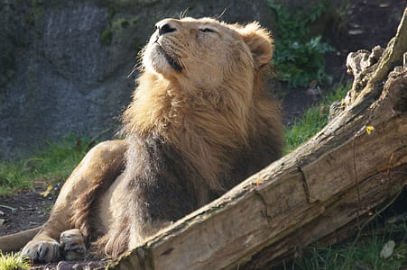 lion enjoying the wind breeze thumbnail