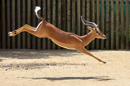 brown antelope jumping photo thumbnail