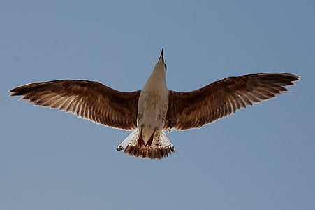 Bird Flying thumbnail