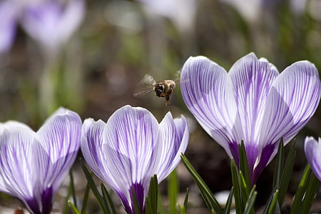 honeybee hovering over purple petaled flower thumbnail