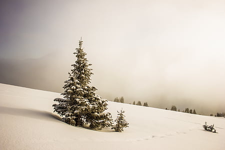 green pine tree covered with snow thumbnail