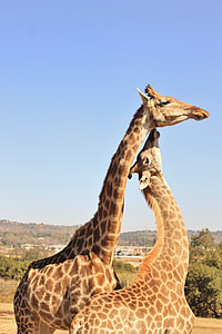two giraffes at daytime thumbnail