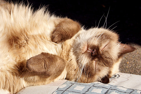 long-furred tan and brown cat sleeping on beige textile thumbnail