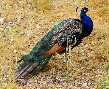 blue and green peacock on grass thumbnail