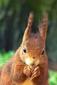 brown squirrel in closeup photography thumbnail