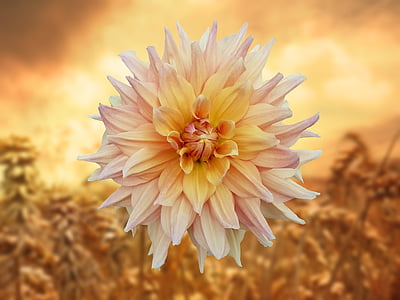 selective focus photography of pink and white dahlia flower thumbnail