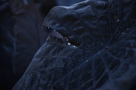 close up photography of water dew on leaves thumbnail