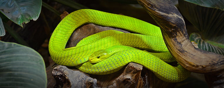 focus photography of green snake thumbnail