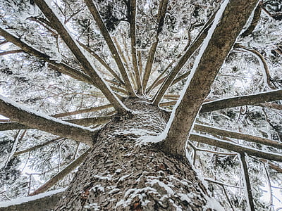 gray tree trunk thumbnail