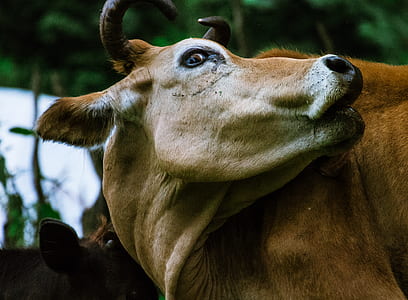 Brown Cow thumbnail