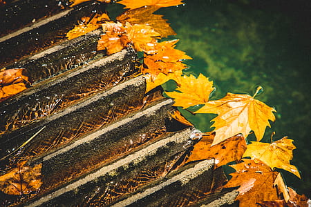 dried leaves floating on body of water thumbnail