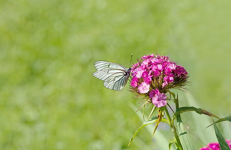 White Brown Butterfly Perched on Pink Flower thumbnail