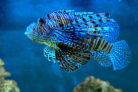 multicolored fish thumbnail