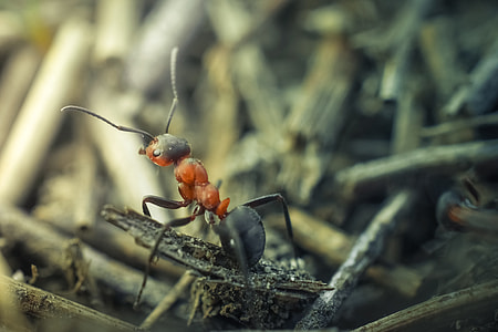 black and red ant thumbnail