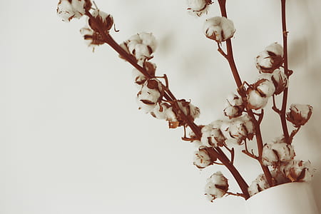 white petaled flower on white vase thumbnail