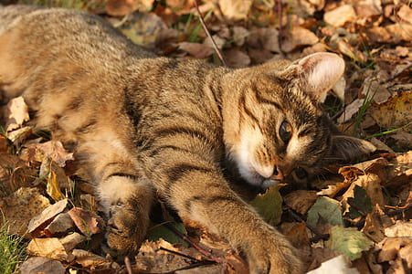 gray Tabby cat thumbnail