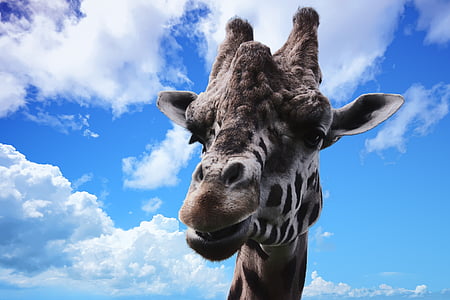 brown and black giraffe thumbnail